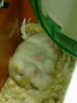 Fei Dutdut - Roborovsky's Hamster Hamster