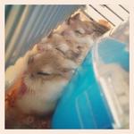 Fei Dutdut - Roborovsky's Hamster Hamster