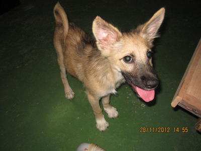 Girl Girl - Mixed Breed Dog