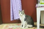 Sabina - Domestic Medium Hair Cat