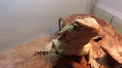 Bearded Dragon - Lizard Reptile