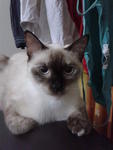 Female Siamese