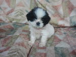 Shih Tzu - Shih Tzu Dog