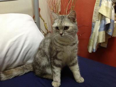 Manekineko Peek-a-boo - Scottish Fold Cat