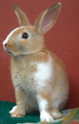 Baby Dwarf Rabbits - Dwarf Rabbit