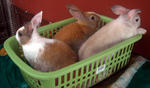 Baby Dwarf Rabbits - Dwarf Rabbit