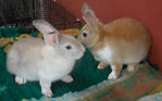 Baby Dwarf Rabbits - Dwarf Rabbit