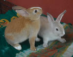 Baby Dwarf Rabbits - Dwarf Rabbit