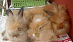 Lion Head Baby Rabbits - Lionhead + Angora Rabbit Rabbit