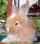 Angora Teddy Bear Mix Baby Rabbits - Angora Rabbit + Lionhead Rabbit