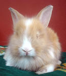 Angora Teddy Bear Mix Baby Rabbits - Angora Rabbit + Lionhead Rabbit