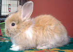 Angora Teddy Bear Mix Baby Rabbits - Angora Rabbit + Lionhead Rabbit