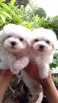 Maltese - Maltese Dog