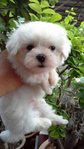 Maltese - Maltese Dog