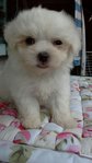 Maltese - Maltese Dog