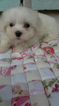 Maltese - Maltese Dog