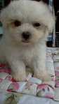 Maltese - Maltese Dog