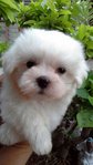 Maltese - Maltese Dog