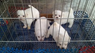 Maltese - Maltese Dog