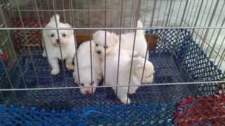 Maltese - Maltese Dog