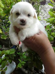 Maltese - Maltese Dog