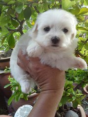 Maltese - Maltese Dog