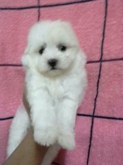 Maltese - Maltese Dog