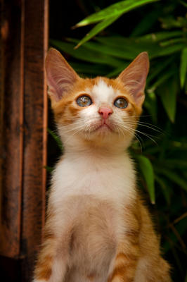 Superring - Domestic Short Hair Cat