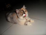 This was her last photo...I miss u baby....REst in PEace my baby girl..;(