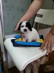 Rare White With Black Marking Tiny  - Poodle Dog