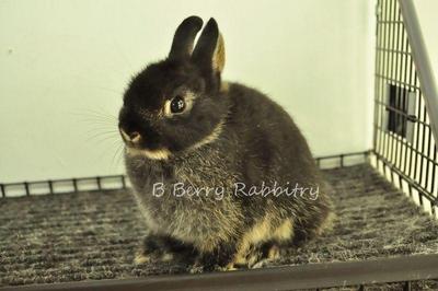 Netherland Dwarf - Black Otter 261 - Netherland Dwarf Rabbit