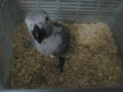 Cag - African Grey Bird