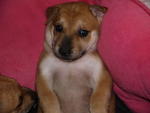 Hailey - Mixed Breed Dog