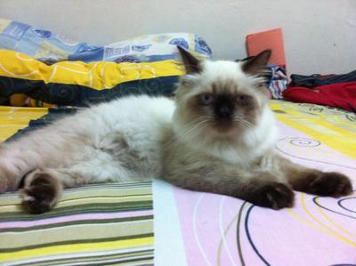 Fluffy - Persian + Siamese Cat