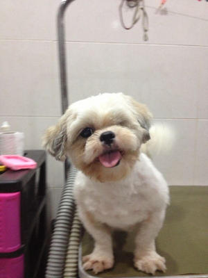 Sel - Shih Tzu Dog