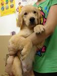 PF39480 - Golden Retriever Dog