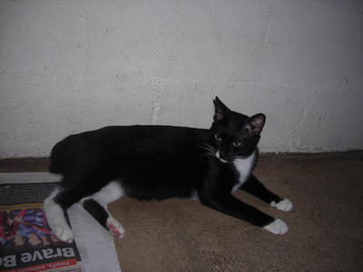 Ayong - Tuxedo + Domestic Short Hair Cat