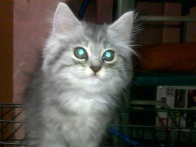 Kakak, Adik - Domestic Long Hair Cat