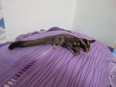 Boy - Sugar Glider Small & Furry