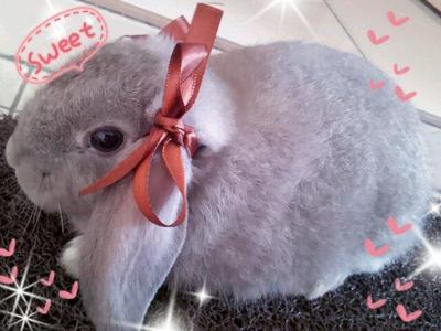 Loopy (Holland Lop) - Holland Lop Rabbit