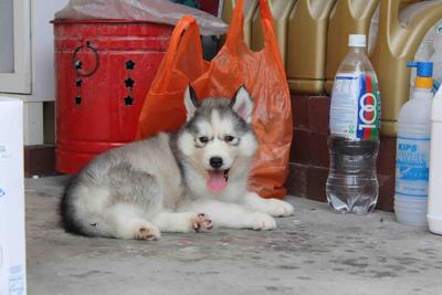 Siberian Husky Puppy Sold - 1 Month, Double Coating Wooly 