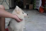 Triple Coating Wooly Husky Puppy  - Siberian Husky Dog