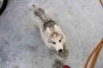 Triple Coating Wooly Husky Puppy  - Siberian Husky Dog