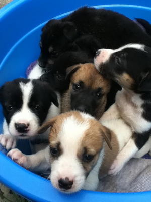 Bucket Full Of Love - Mixed Breed Dog