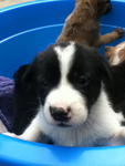 Bucket Full Of Love - Mixed Breed Dog