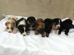 Bucket Full Of Love - Mixed Breed Dog