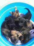 Bucket Full Of Love - Mixed Breed Dog