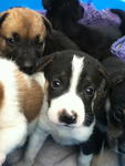 Bucket Full Of Love - Mixed Breed Dog