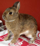 Pure Breed Netherland Dwarf Rabbit - Netherland Dwarf Rabbit