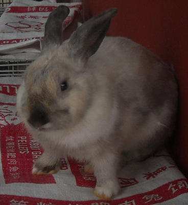 Dwarf Mix Adult Rabbit - Dwarf Rabbit